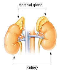 Adrenal Gland.jpg